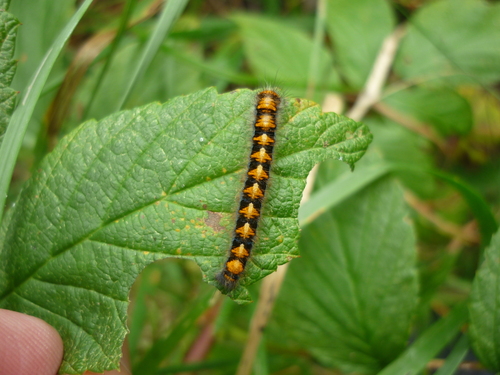 Oak Eggar