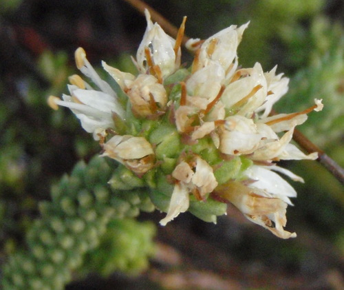 Campylostachys cernua (Campylostachys cernua)