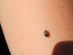 Cyphodema instabilis