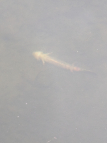 Common Mudpuppy observed by mikelavin6