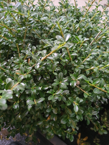 Ilex crenata observed 2026-10-12