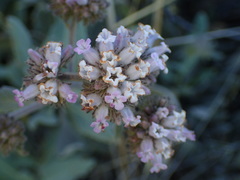 Eriodictyon traskiae