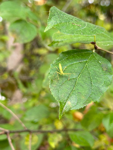 Pale Green Assassin Bug