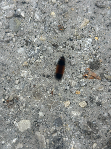 Isabella Tiger Moth