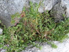 Lobelia jasionoides