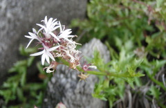 Lobelia jasionoides