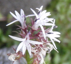 Lobelia jasionoides