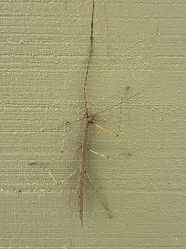 Northern Walkingstick