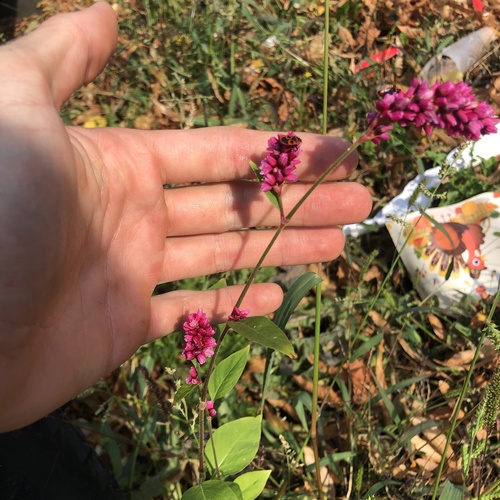 Persicaria orientalis observed 2026-10-12