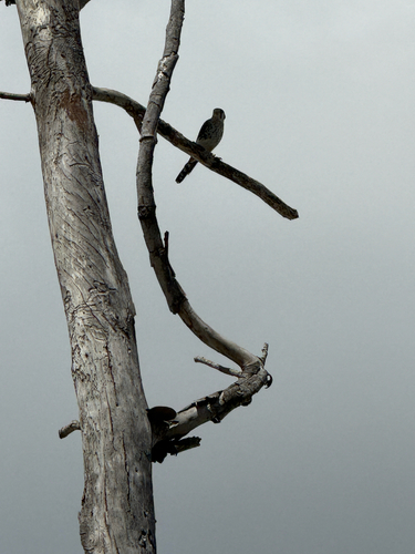 American Kestrel