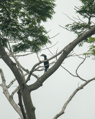 Anthracoceros malayanus