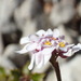 Iberis linifolia - Photo (c) titous, algunos derechos reservados (CC BY-NC)