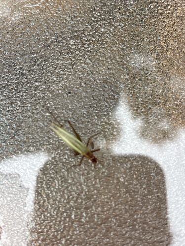 Pine Tree Cricket