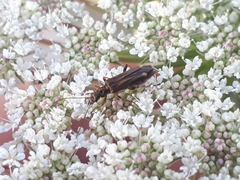 Oedemera barbara
