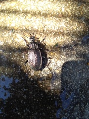 Carabus rugosus celtibericus