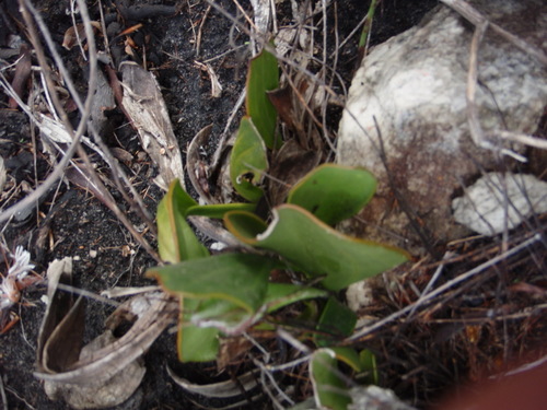 Cyrtanthus carneus