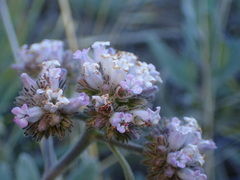 Eriodictyon traskiae