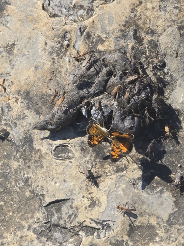 Pearl Crescent