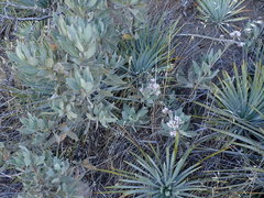 Eriodictyon traskiae