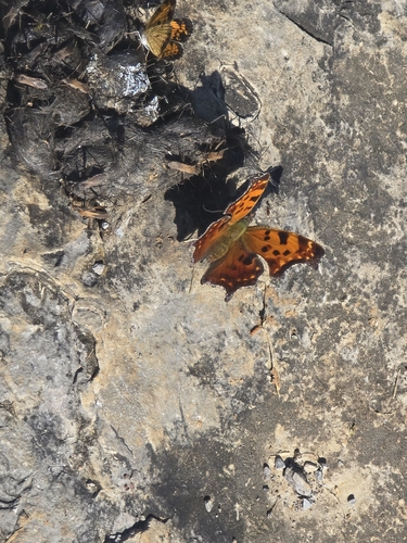 Eastern Comma