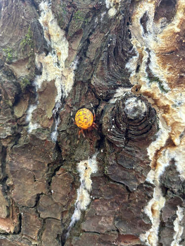 Marbled Orbweaver
