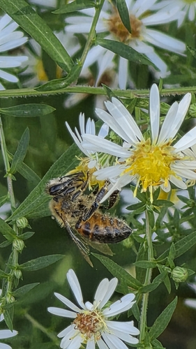 Western Honey Bee