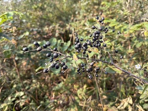 Symplocos paniculata observed 2026-10-11