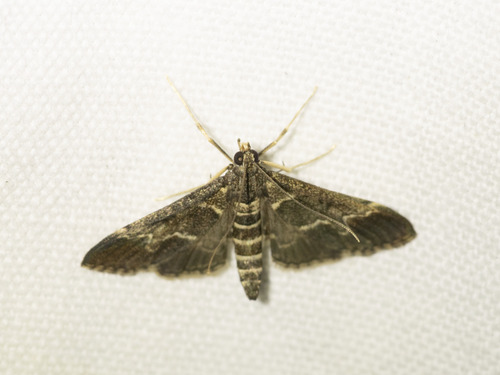 European Pepper Moth