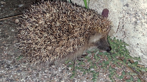Common Hedgehog