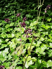 Aquilegia atrata