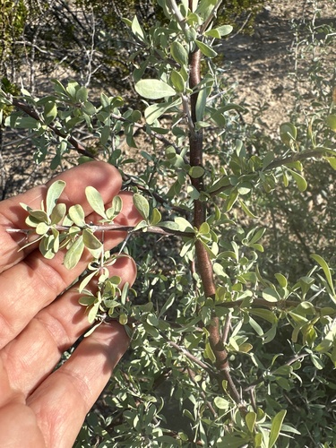 Silvery Wolfberry
