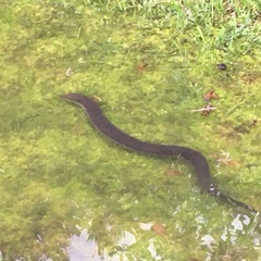 Nerodia erythrogaster