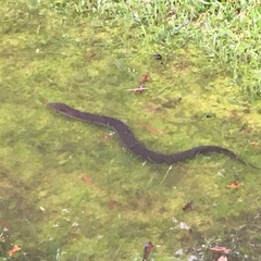 Nerodia erythrogaster