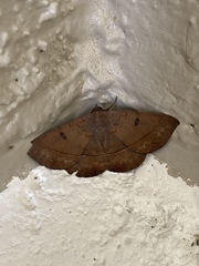 Eulepidotinae
