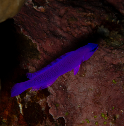 Pseudochromis fridmani observed 2026-10-12