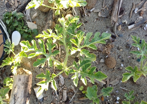 Citrullus lanatus observed 2026-10-12