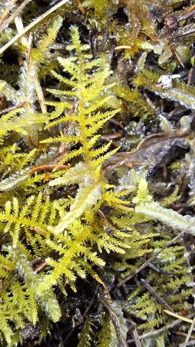 Thuidiopsis furfurosa observed 2026-10-12