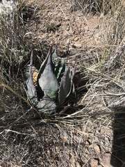 Agave parryi