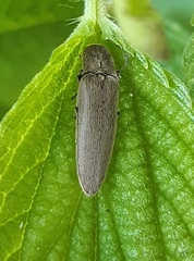 Synaptus filiformis