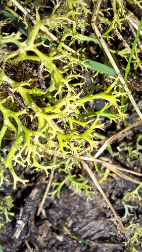 Cladia aggregata observed 2026-10-12