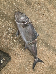Seriola