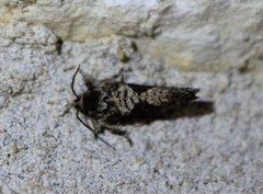 Acrolophus texanella