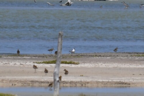 Sterna hirundo observed 2026-09-30