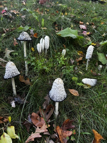 Shaggy Mane