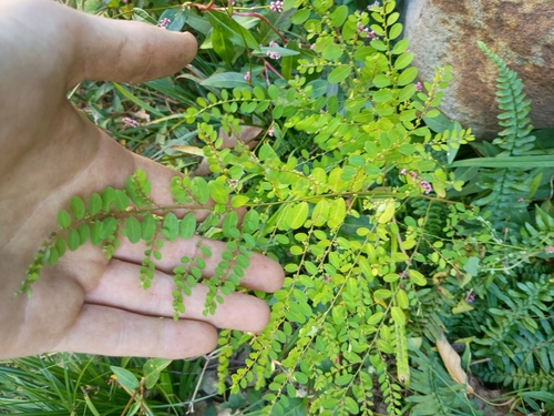 Phyllanthus caroliniensis observed 2026-10-12