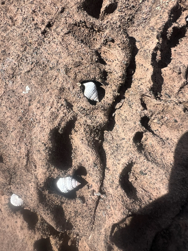 Tectarius muricatus, 2026-10-12