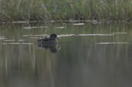 iNaturalist image