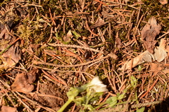 Ectobius sylvestris