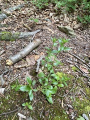 Sericocarpus asteroides