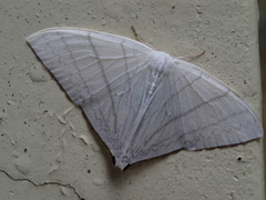 Ditrigona triangularia